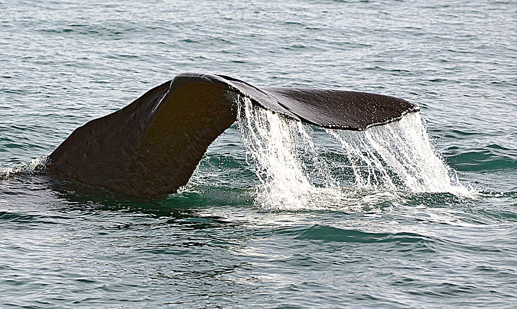 Cola de cachalote sumergiéndose en Kaikoura, Nueva Zelanda