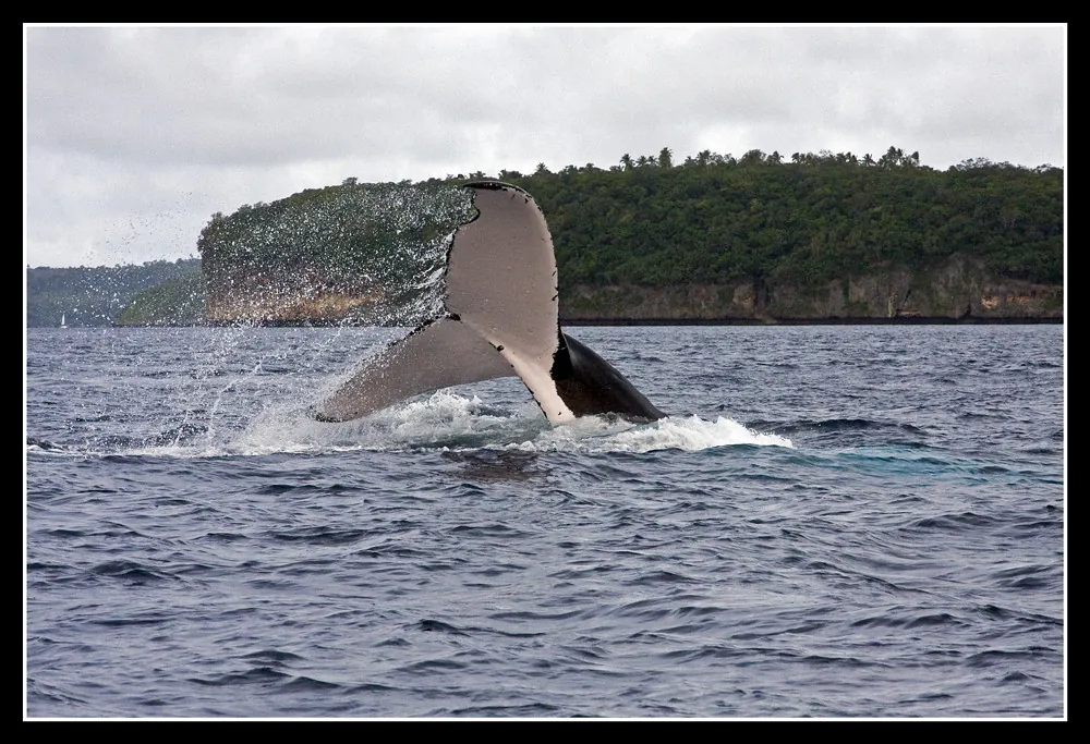 Ballena jorobada saltando cerca de una isla de Tonga