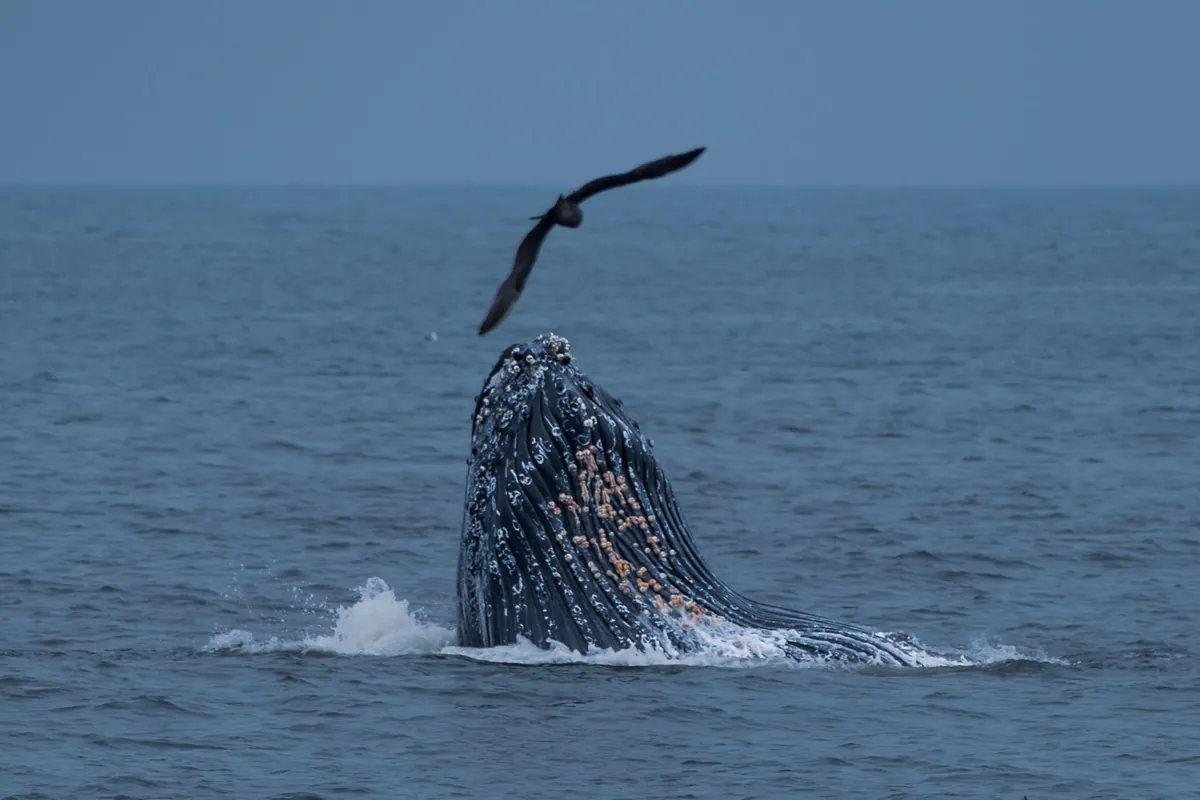 Ballena alimentándose junto a la costa de Monterey