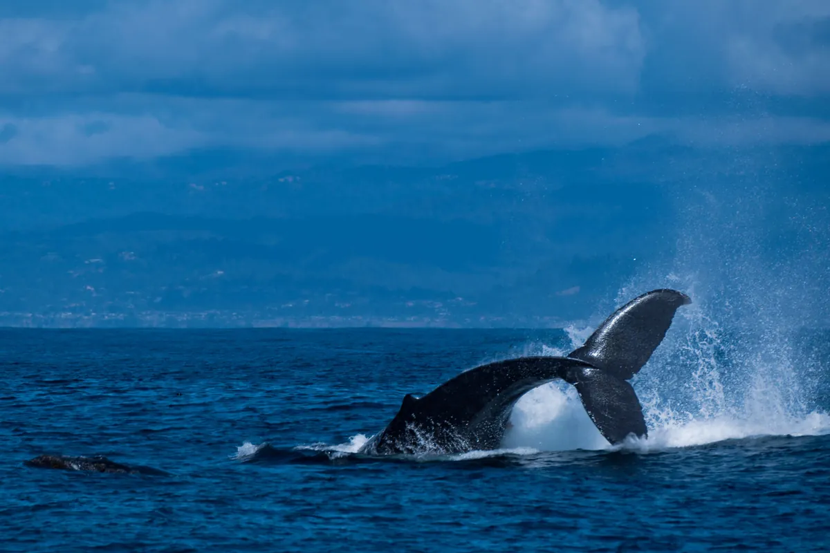 Cola de ballena jorobada sumergiéndose en Monterey