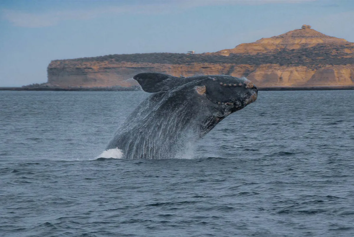 Ballena franca austral saltando en Península Valdés
