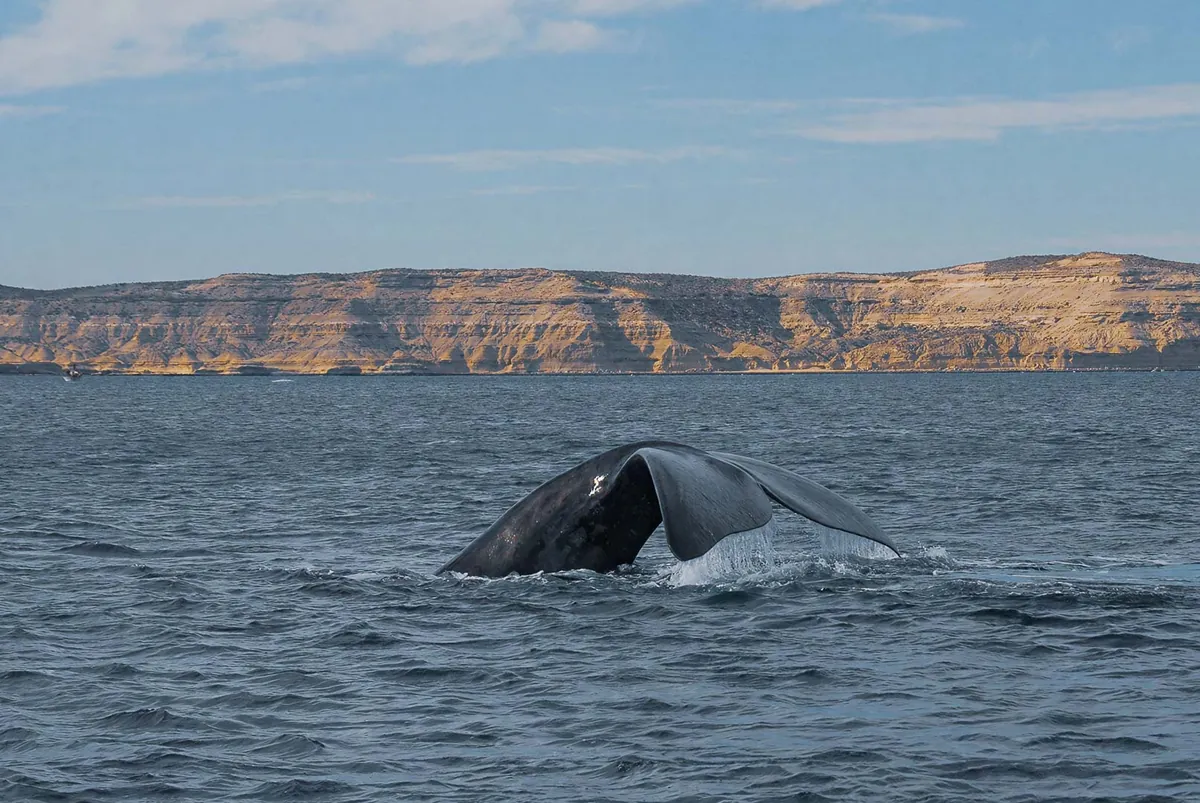 Cola de ballena franca austral en Península Valdés, Argentina