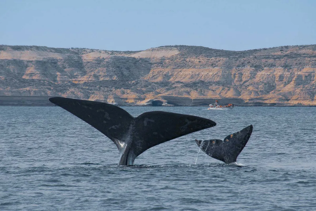 Cola de ballena franca austral en Península Valdés