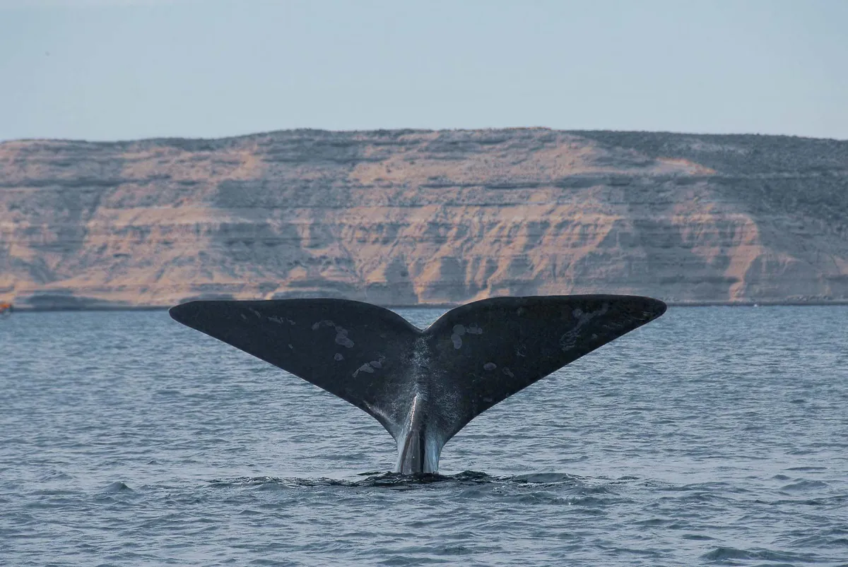 Cola de ballena franca austral emergiendo en Península Valdés