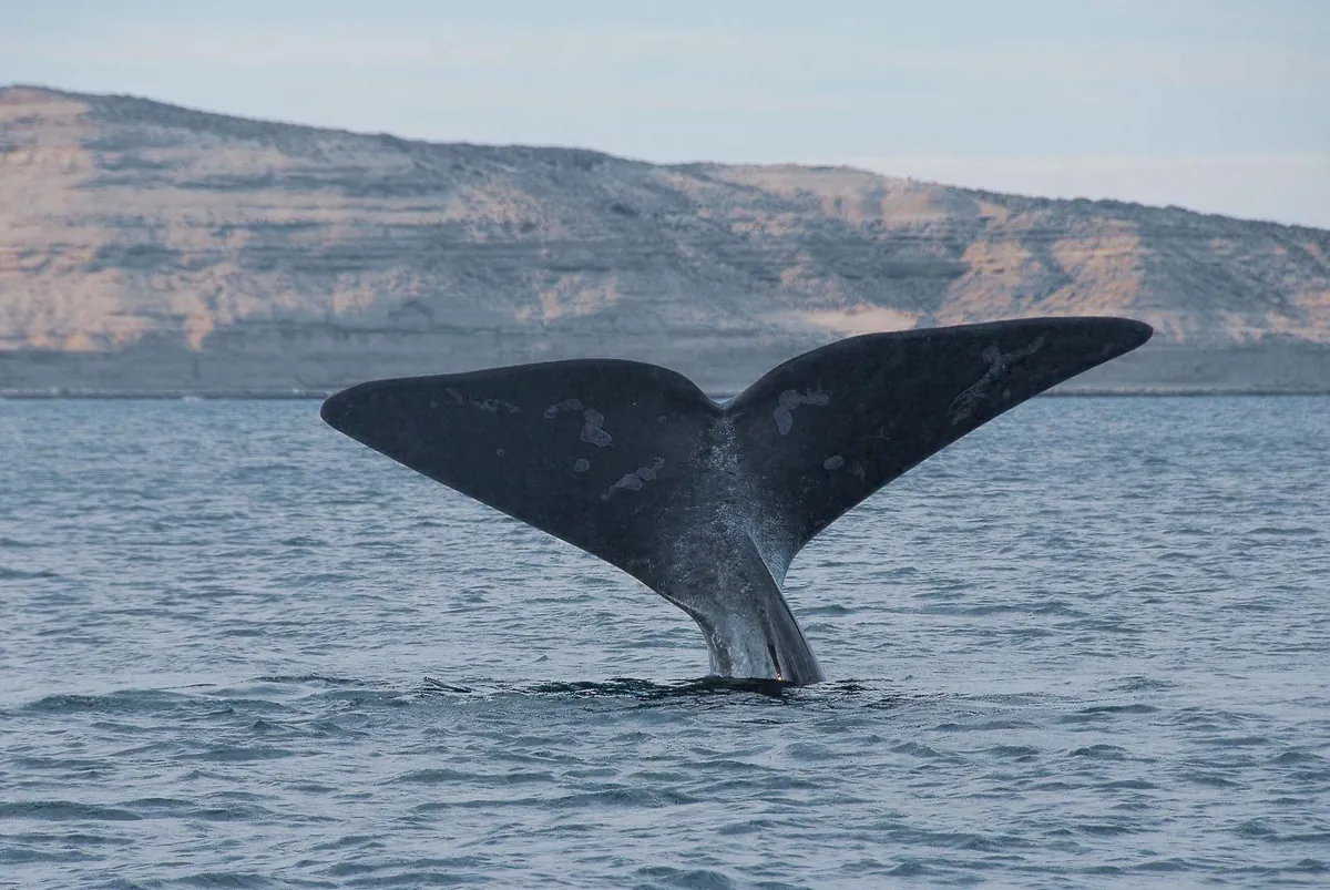 Dos colas de ballena franca austral en Península Valdés