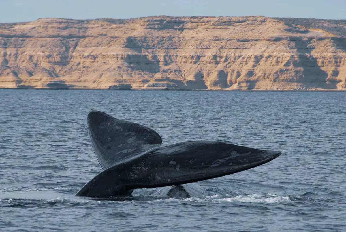 Cola de ballena franca austral emergiendo frente a los acantilados de Península Valdés