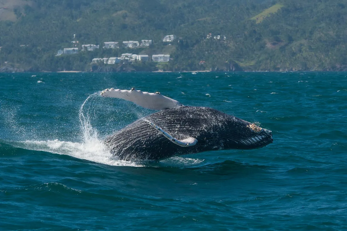 Ballena jorobada saltando junto a un ave en Samaná