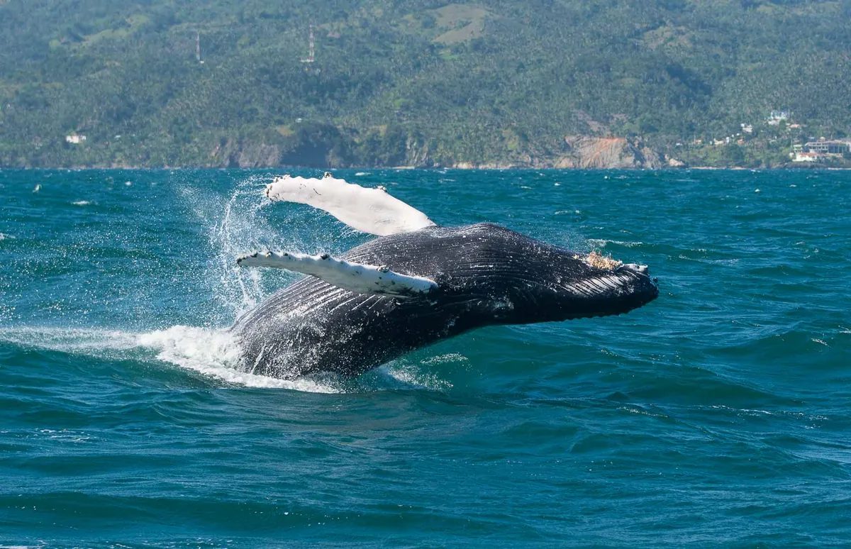 Ballena jorobada macho saltando en Samaná, República Dominicana