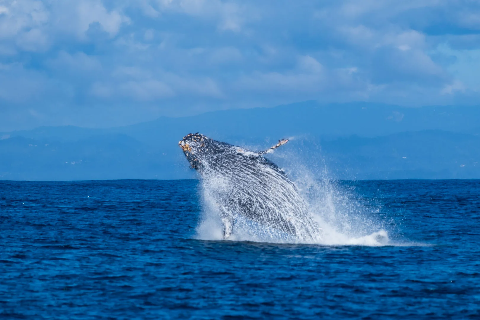 Ballena jorobada saltando