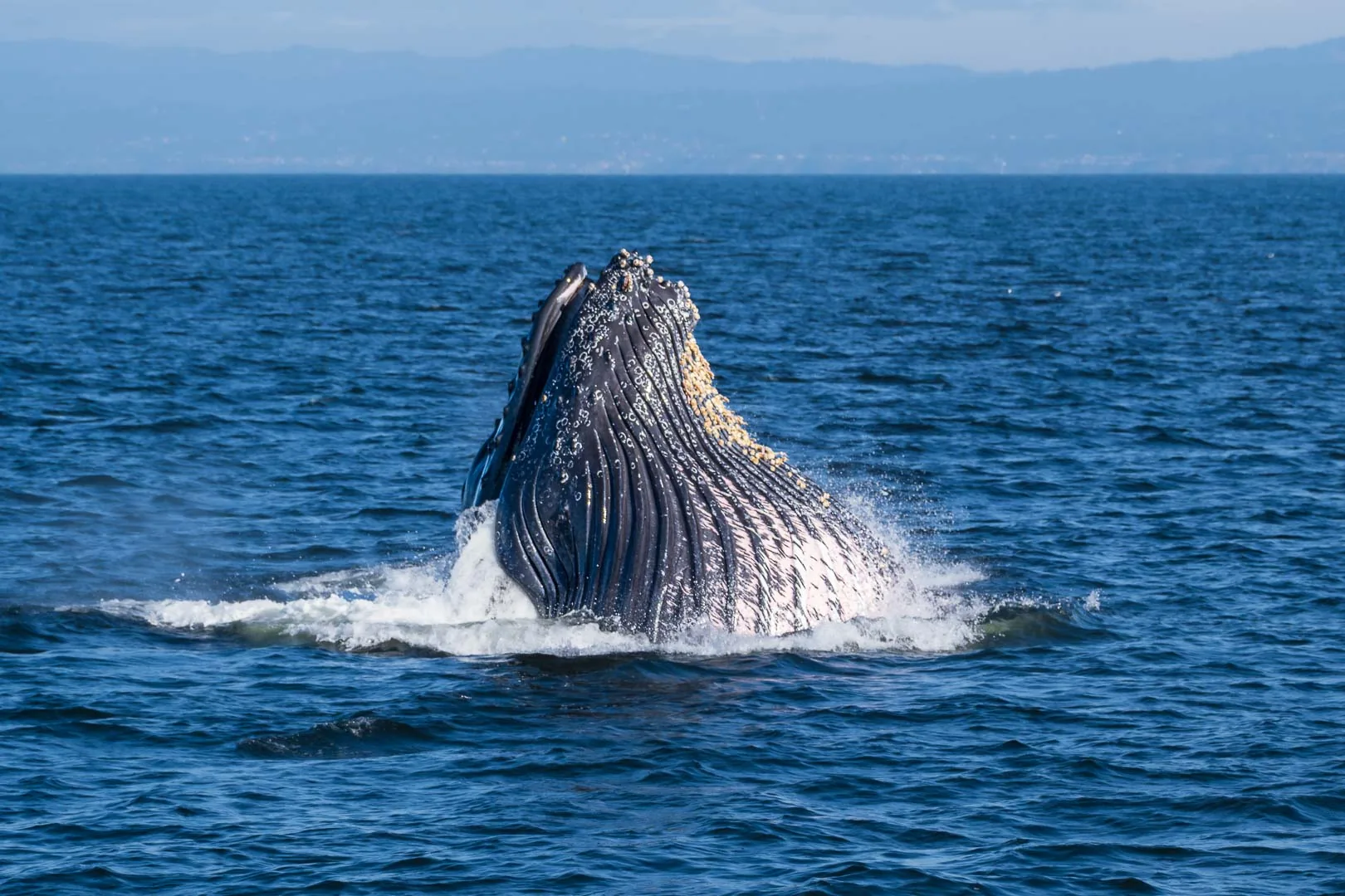 Ballena jorobada saltando de cabeza