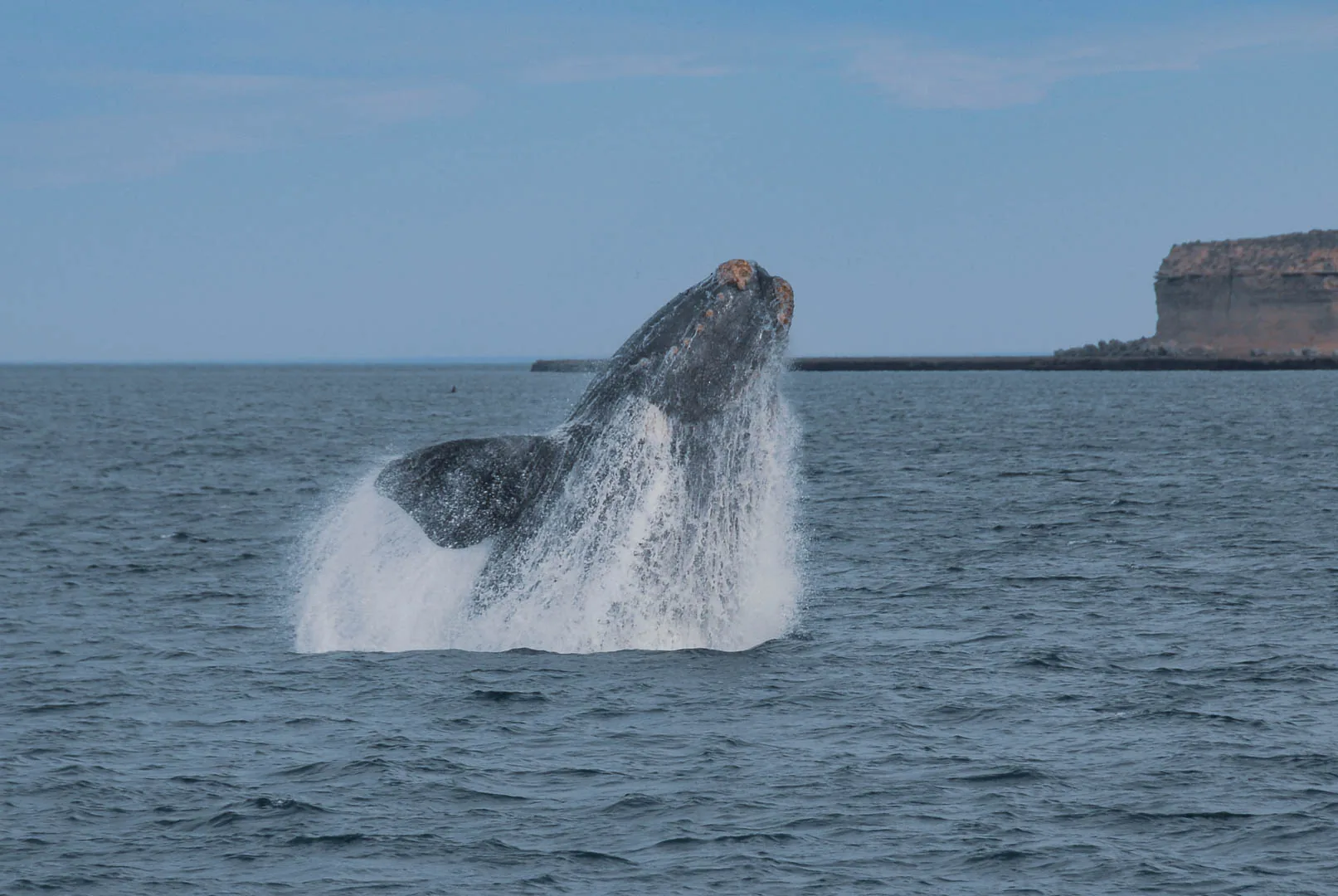 Ballena saltando junto a acantilados