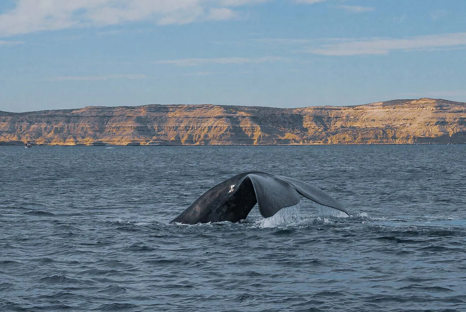 Ballena saltando junto a acantilados, vista lateral
