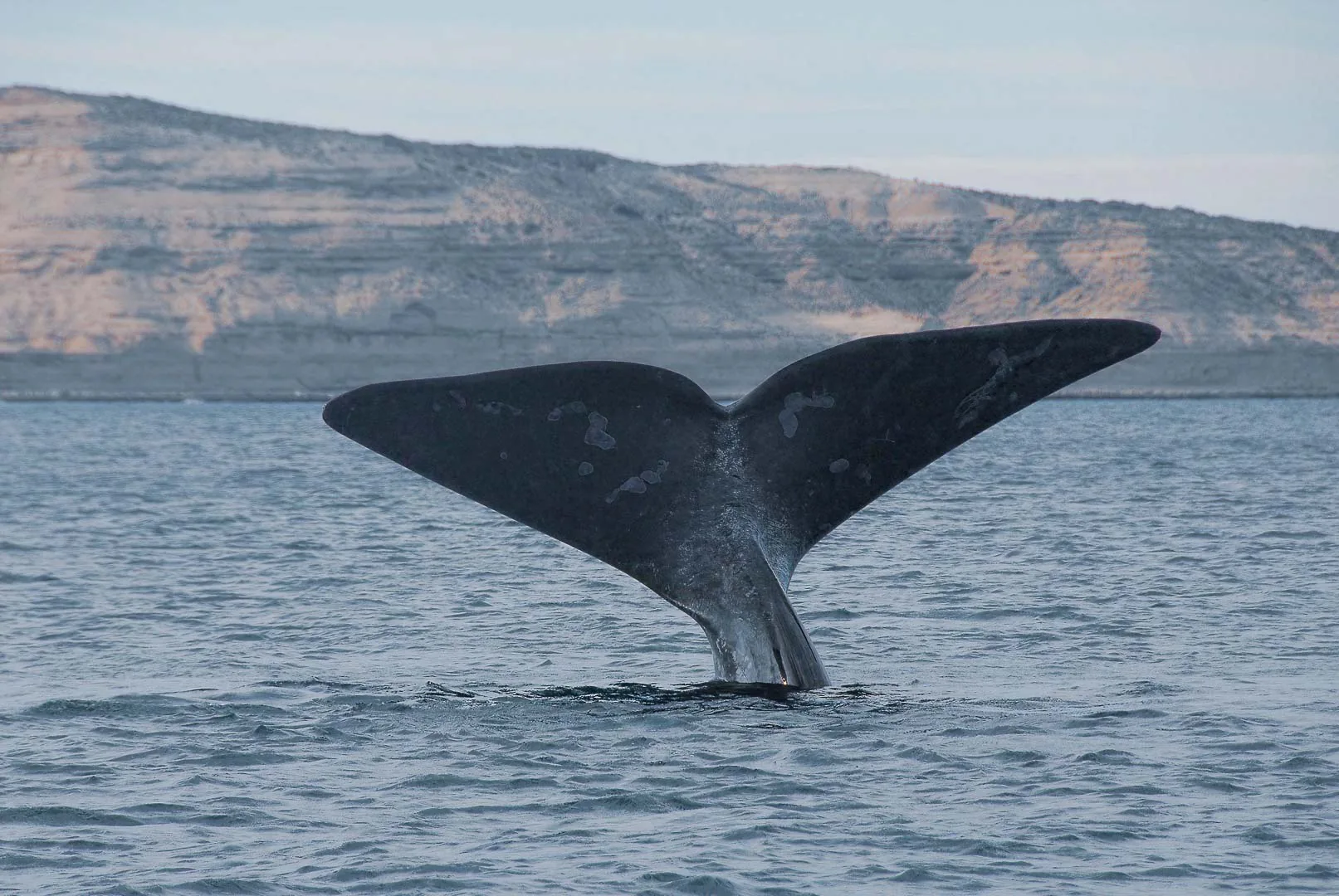 Aleta caudal de ballena, vista trasera