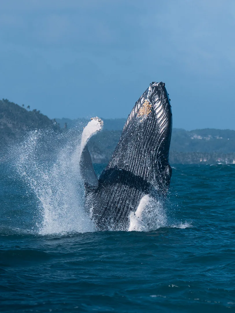 Aleta caudal de ballena, vista trasera al atardecer