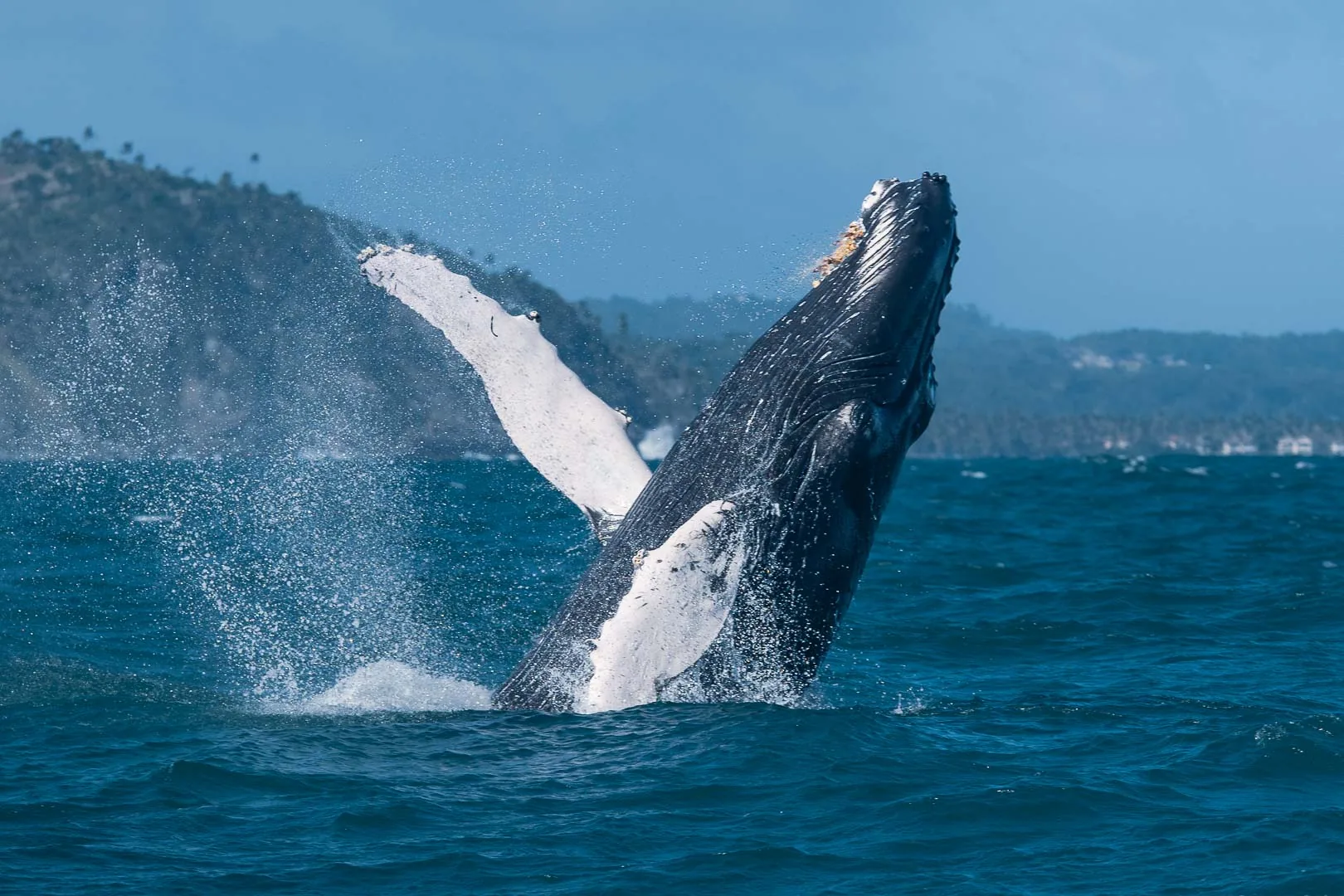 Ballena jorobada saltando, vista frontal