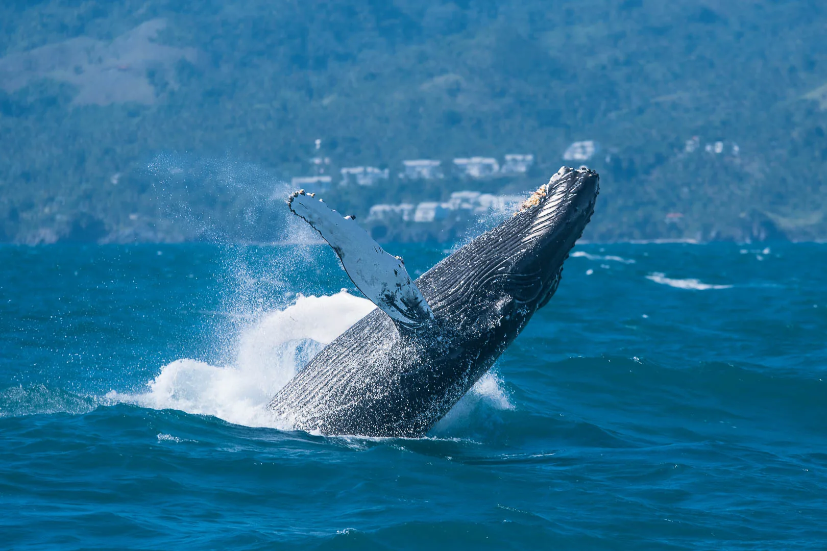 Ballena jorobada saltando junto a la costa