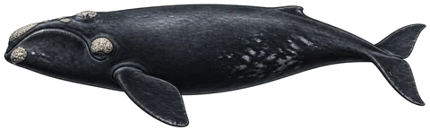 Ballena franca austral