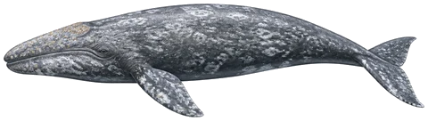 Ballena gris