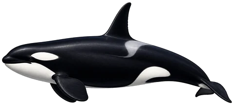 Orca